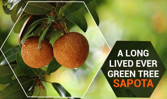 A Long Lived Ever Green Tree - Sapota