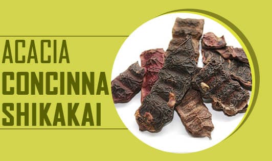 Acacia Concinna - Shikakai