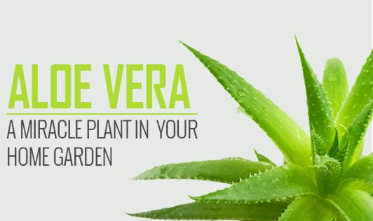 Aloe Vera - A miracle plant in your home garden