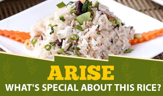 Arise - What's Special About This Rice?