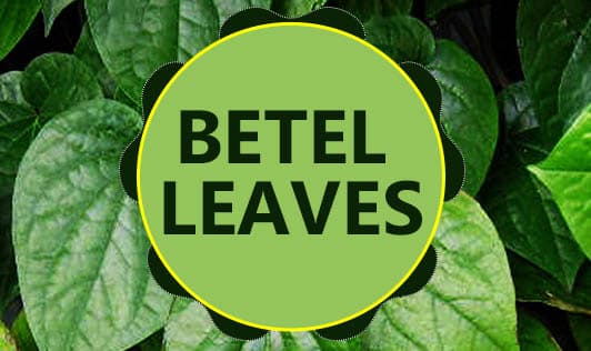 Betel leaves