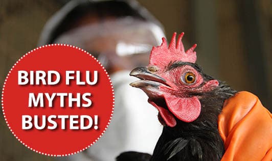Bird Flu Myths Busted!