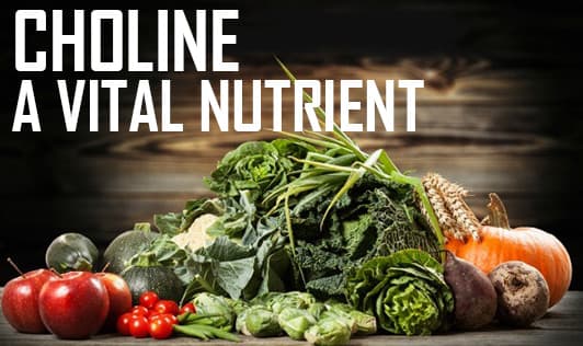 Choline - A Vital Nutrient