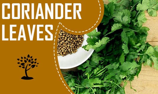 Coriander leaves