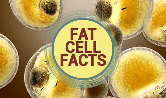Fat Cell Facts