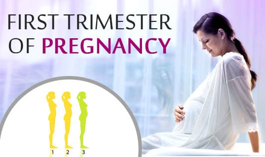 First Trimester of Pregnancy