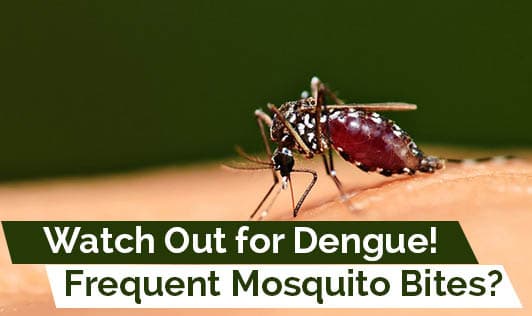 Frequent Mosquito Bites? Watch Out for Dengue!