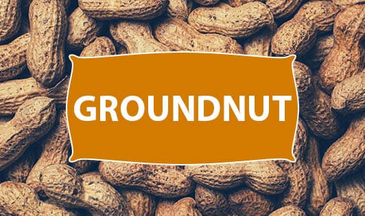 Groundnut