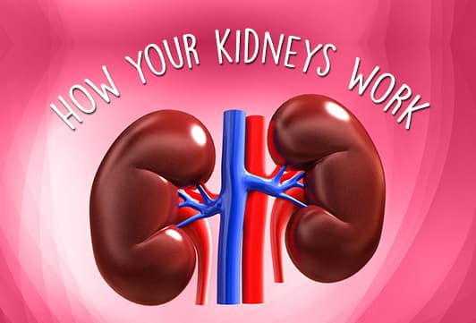 How your kidneys work
