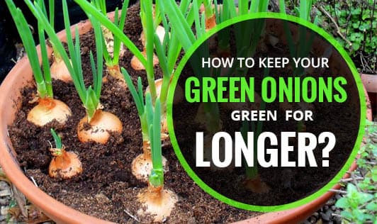 How to Keep Your Green Onions Green for Longer?