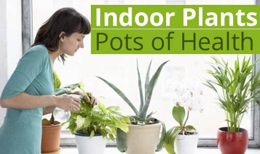 Indoor Plants - Pots of Health