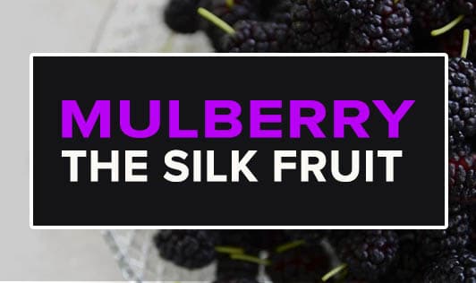 Mulberry, The Silk Fruit 
