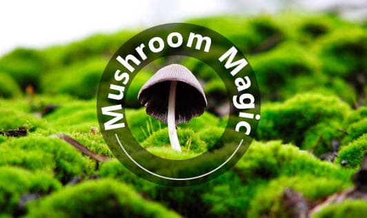Mushroom Magic