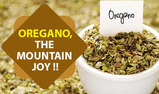Oregano, The Mountain Joy !!