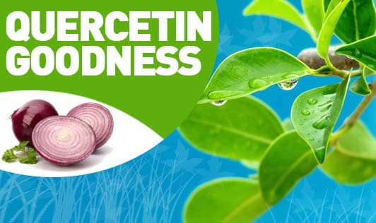 Quercetin Goodness