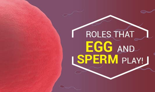 Roles That Egg And Sperm Play!