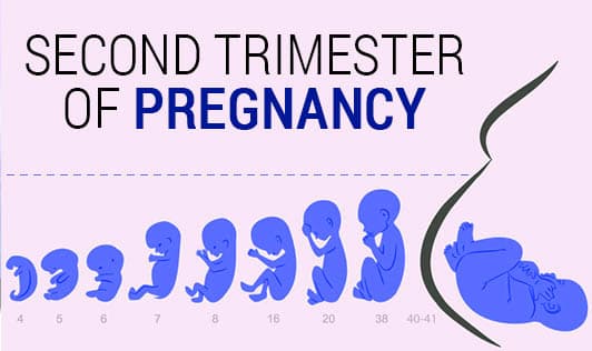 Second Trimester of Pregnancy