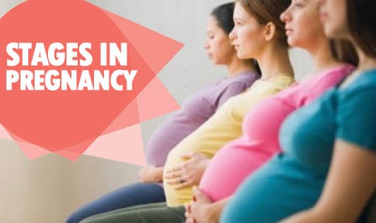 Stages in Pregnancy