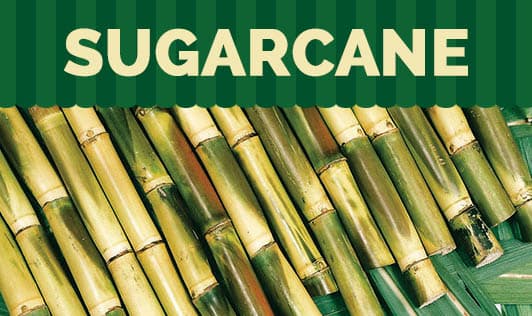 Sugarcane