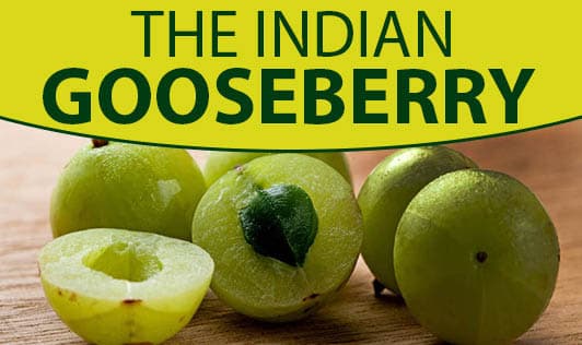 The Indian Gooseberry