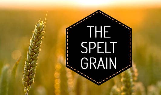 The spelt grain