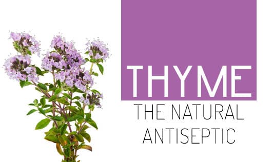 Thyme- The natural antiseptic