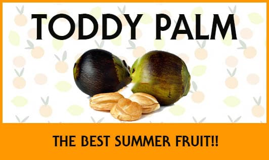 Toddy Palm Fruit- The Best Summer Fruit!!