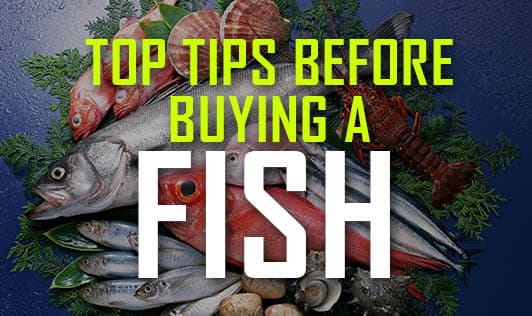 Top tips before buying a fish