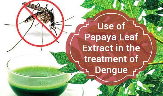 Use of Papaya Leaf Extract in the treatment of Dengue