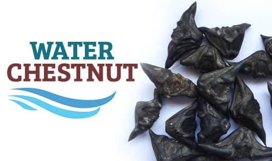 Water Chestnut