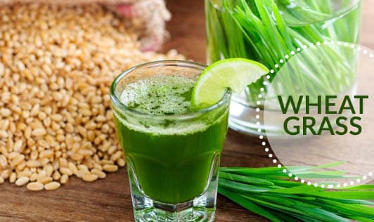 Wheat Grass