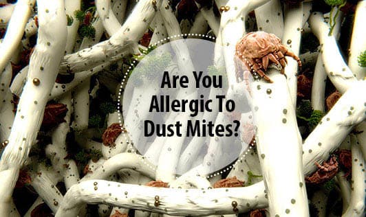 Are You Allergic To Dust Mites?