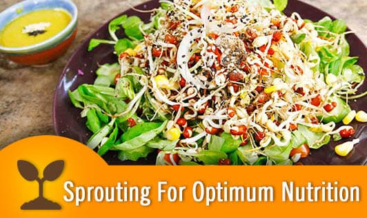Sprouting For Optimum Nutrition