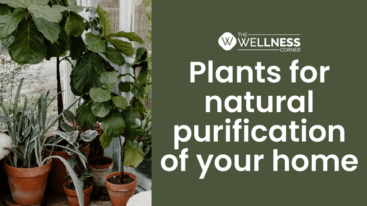 Air-purifying Plants for Natural Purification of Your Home