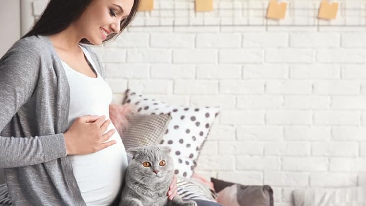 Why Is Toxoplasma Considered A Dangerous Infection In Pregnant Women?