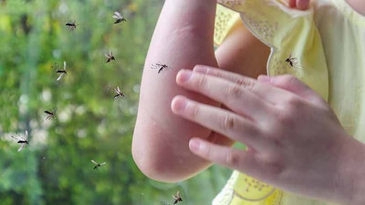 Malaria: Causes, Symptoms, Treatment, Prevention & FAQ's