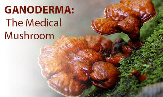 Ganoderma: The Medical Mushroom