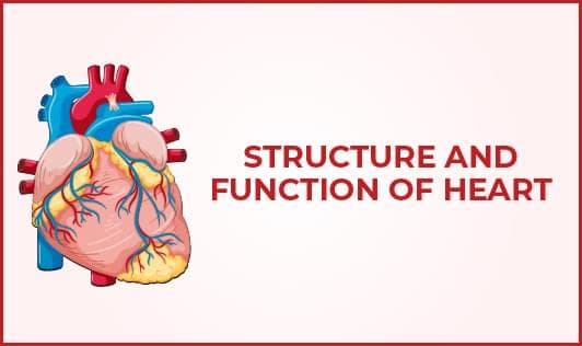 Structure and function of heart
