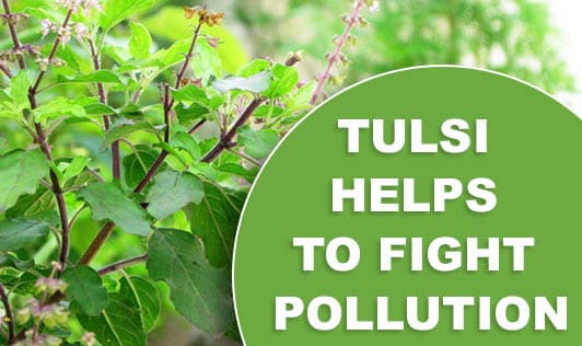 Tulsi Helps To Fight Pollution