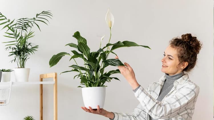 These Houseplants Can Promote Better Sleep!