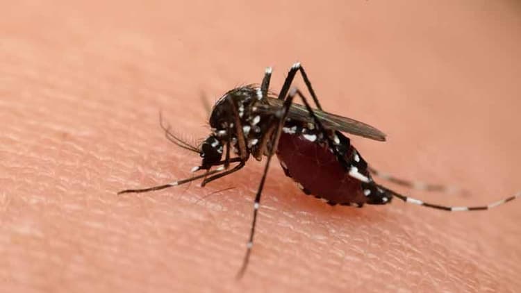 India Faces Surge In Dengue And Chikungunya Cases