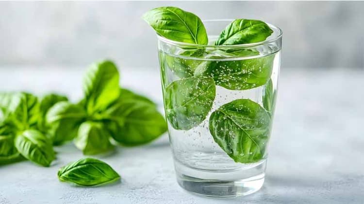How Your Lungs May Respond To Drinking Tulsi Water Every Morning?